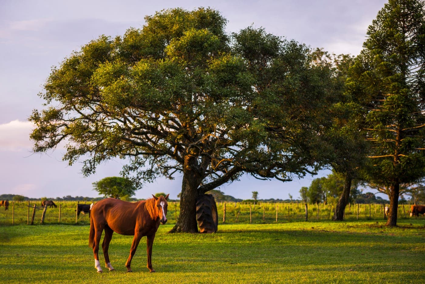 Rolling green pastures and oak trees in Marion County horse country.